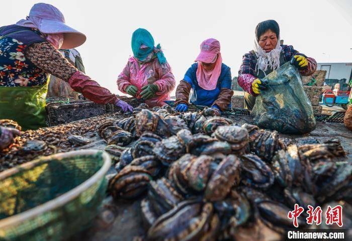 山东荣成迎北上"避暑"鲍鱼