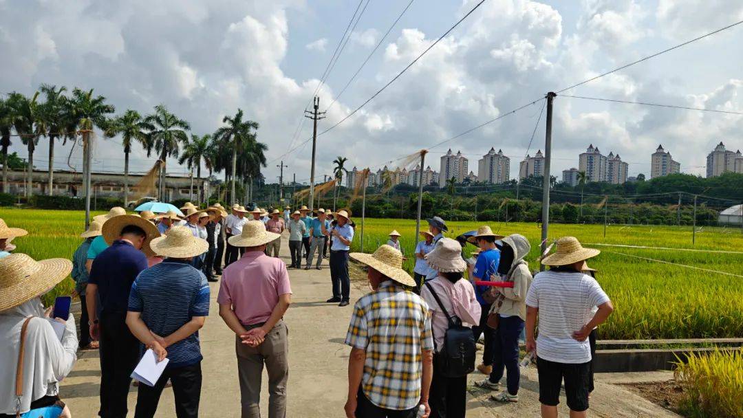 早造优质高产特色水稻新品种展示现场观摩会在永发举行