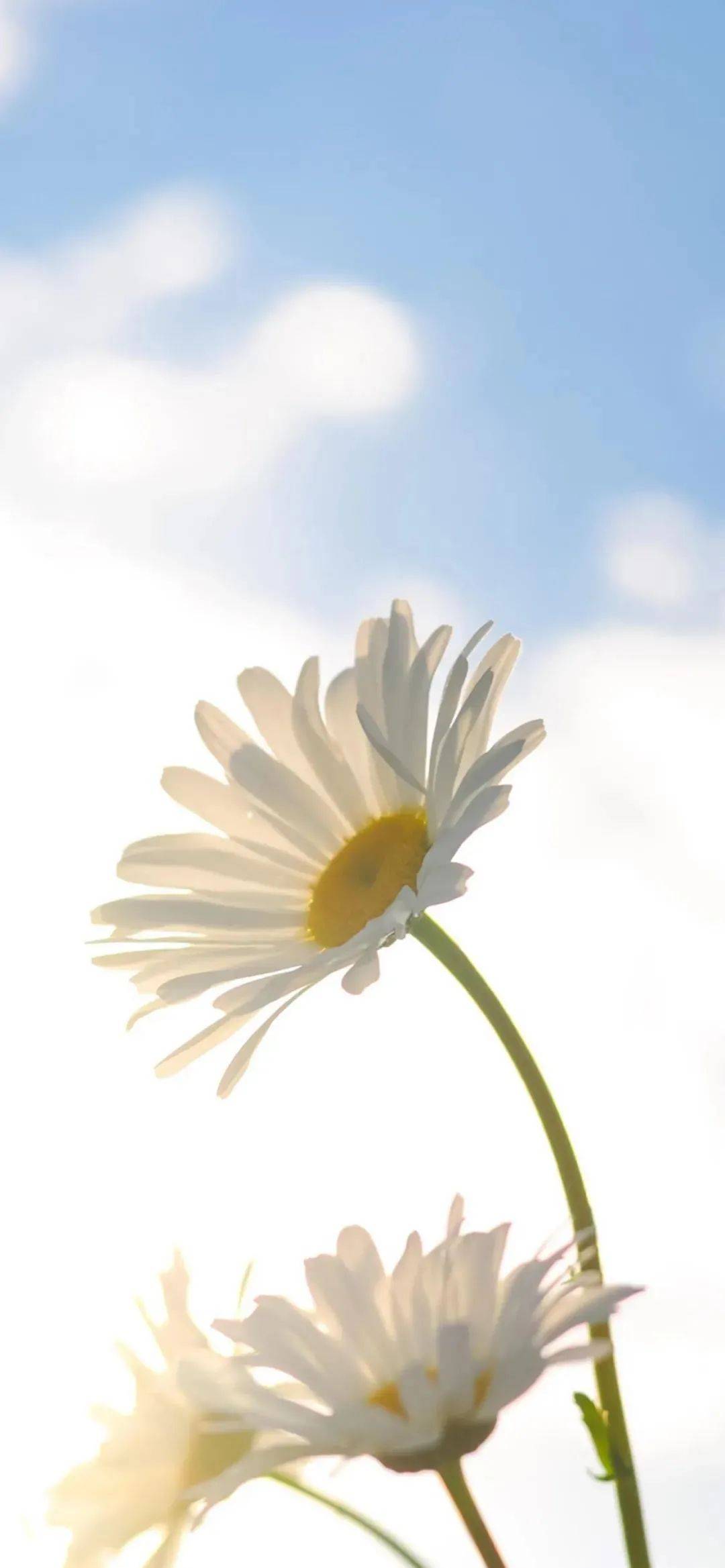 壁纸|iphone 灵动岛壁纸