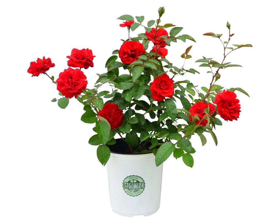 她来自月季魔鬼训练营,优秀到整个城市为她冠名!