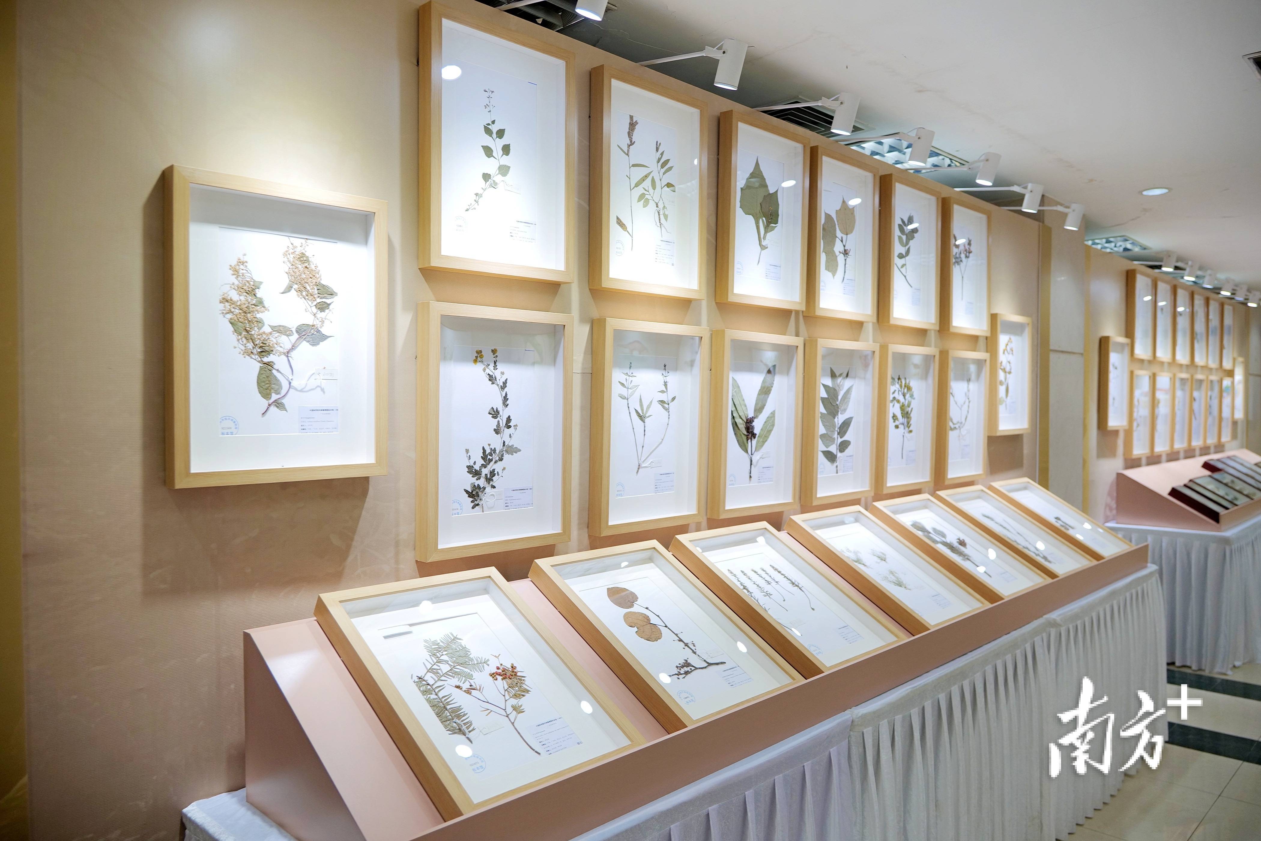 广东省野生动植物标本和科学画展举办