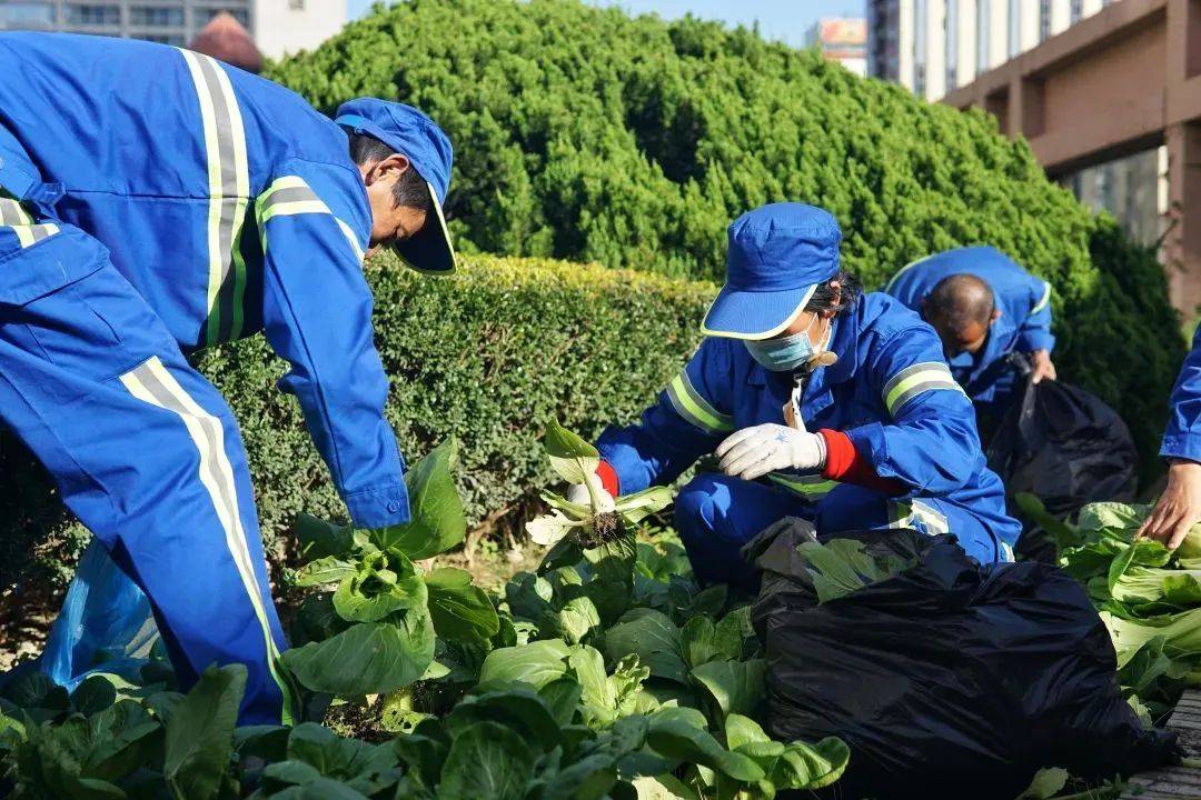 收获的蔬菜大部分将被赠予环卫工人,白领,保洁员,快递员等,以感谢他们