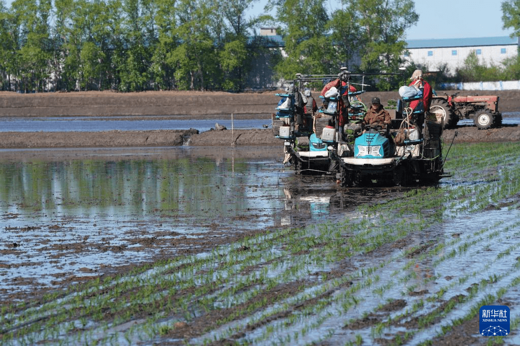 "大粮仓"黑龙江三江平原水田插秧全面启动_作业_水稻_秧苗