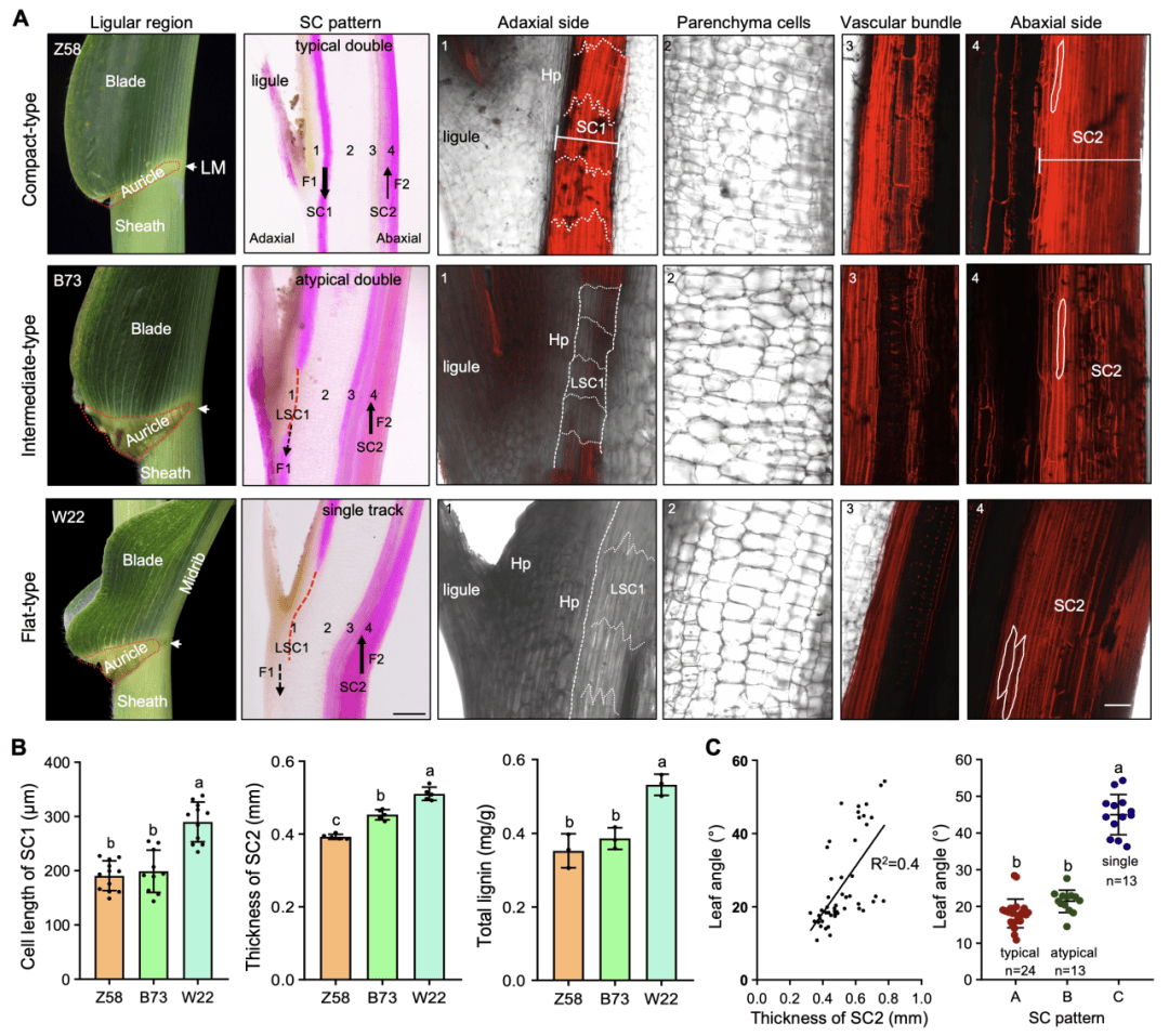 山东农业大学和北京大学现代农业研究院合作揭示作物株型调控的新机制