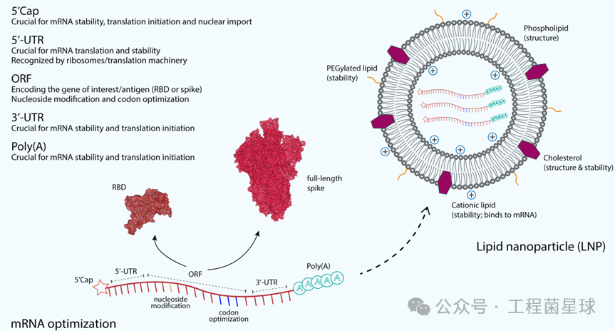 mrna序列设计案例分享:moderna mrna-1273序列全解析