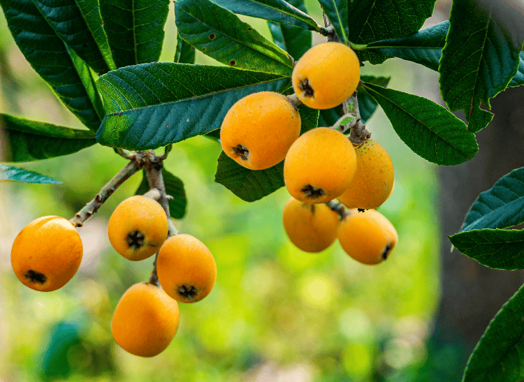 快去抢鲜!合川古楼枇杷丰产,多方助农促销忙