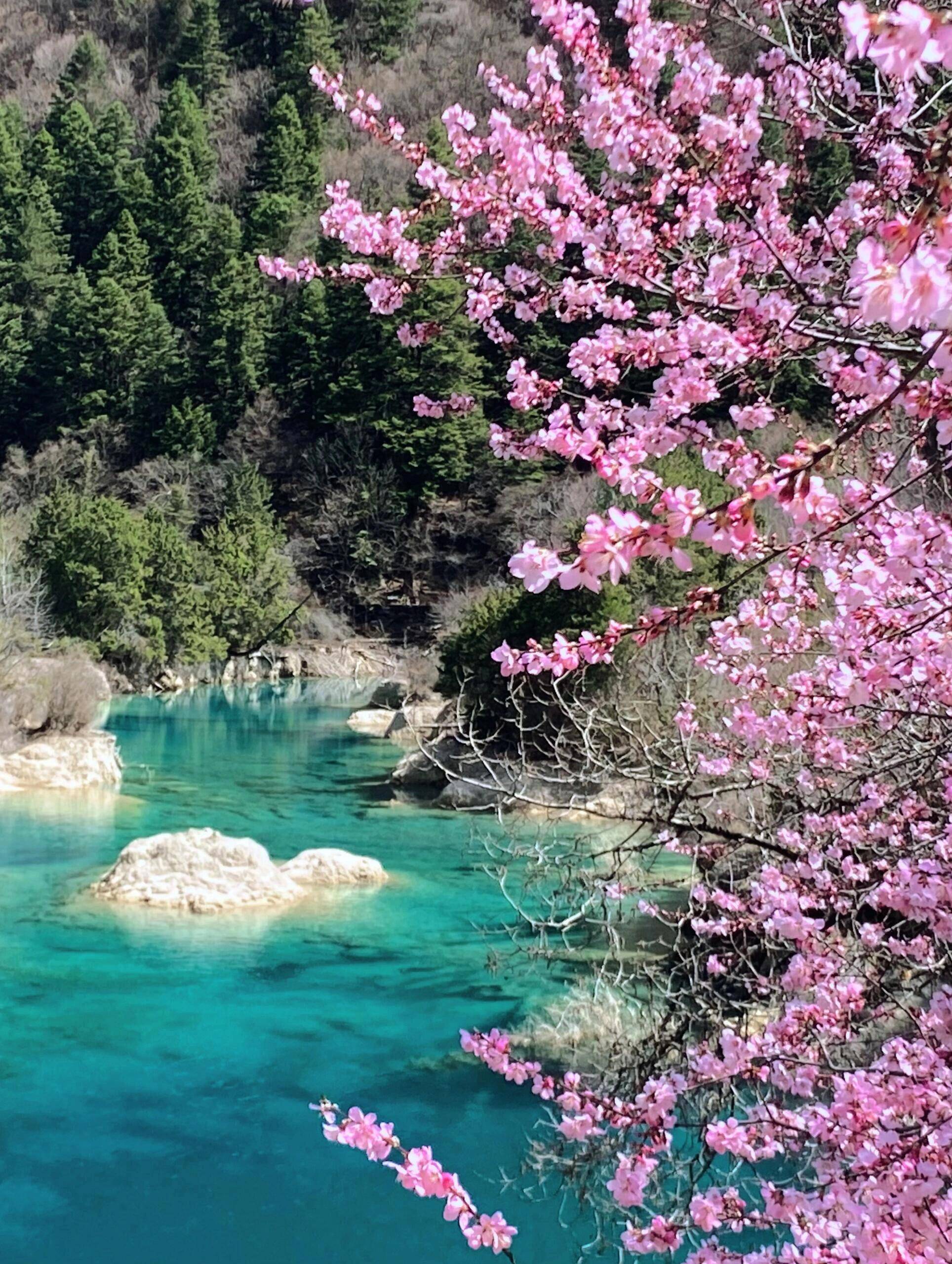 临沂去四川旅游攻略,需要多少钱,看完这篇攻略避坑,避免踩雷!