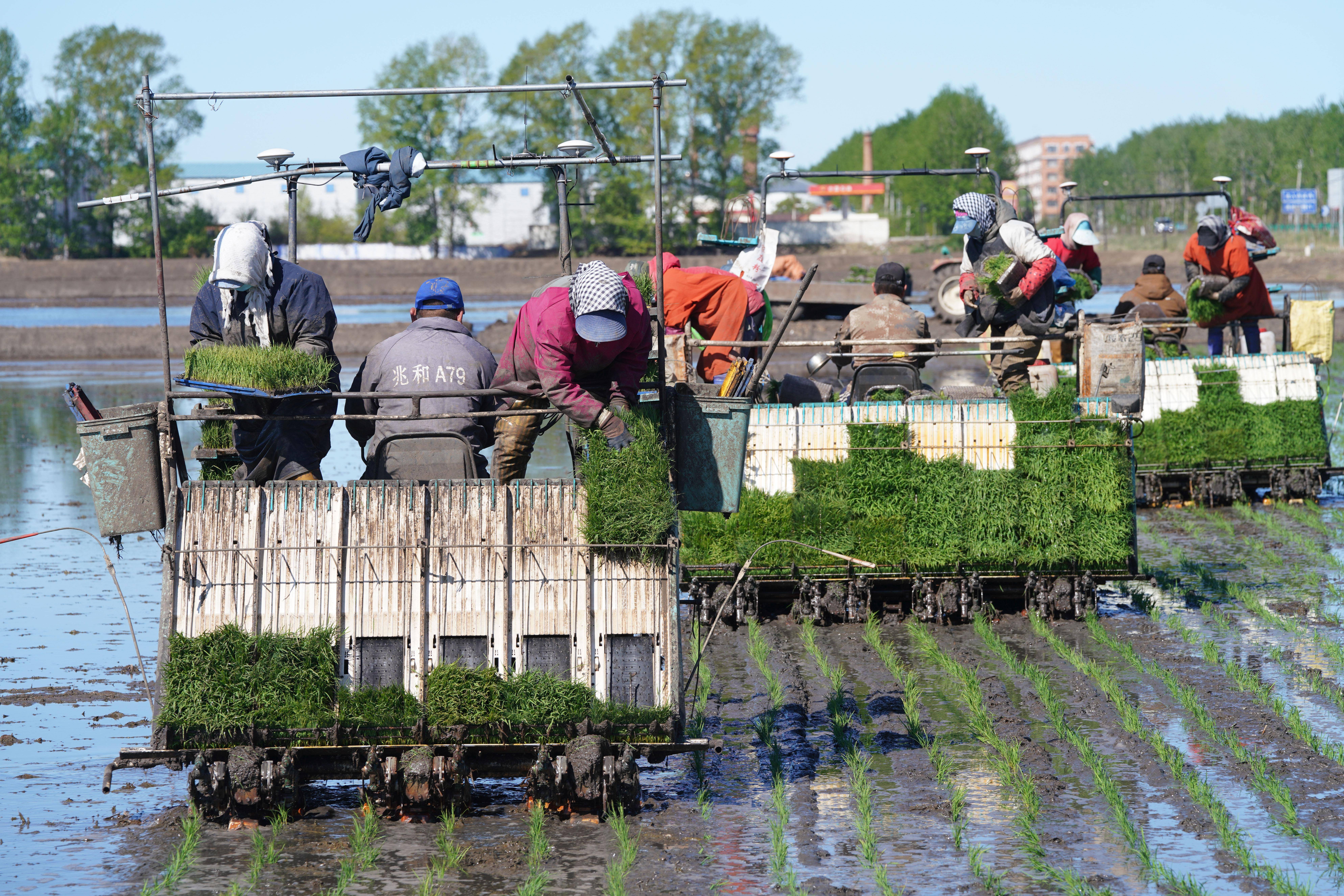 "大粮仓"黑龙江三江平原水田插秧全面启动