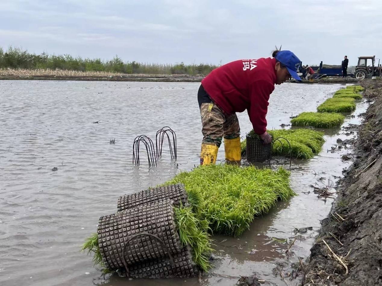 在前卫管理区种植户李海燕全家的水田地块,一排排绿油油的秧苗整齐有