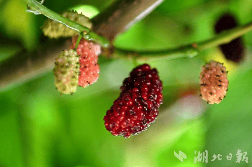 鹊华桑葚图片