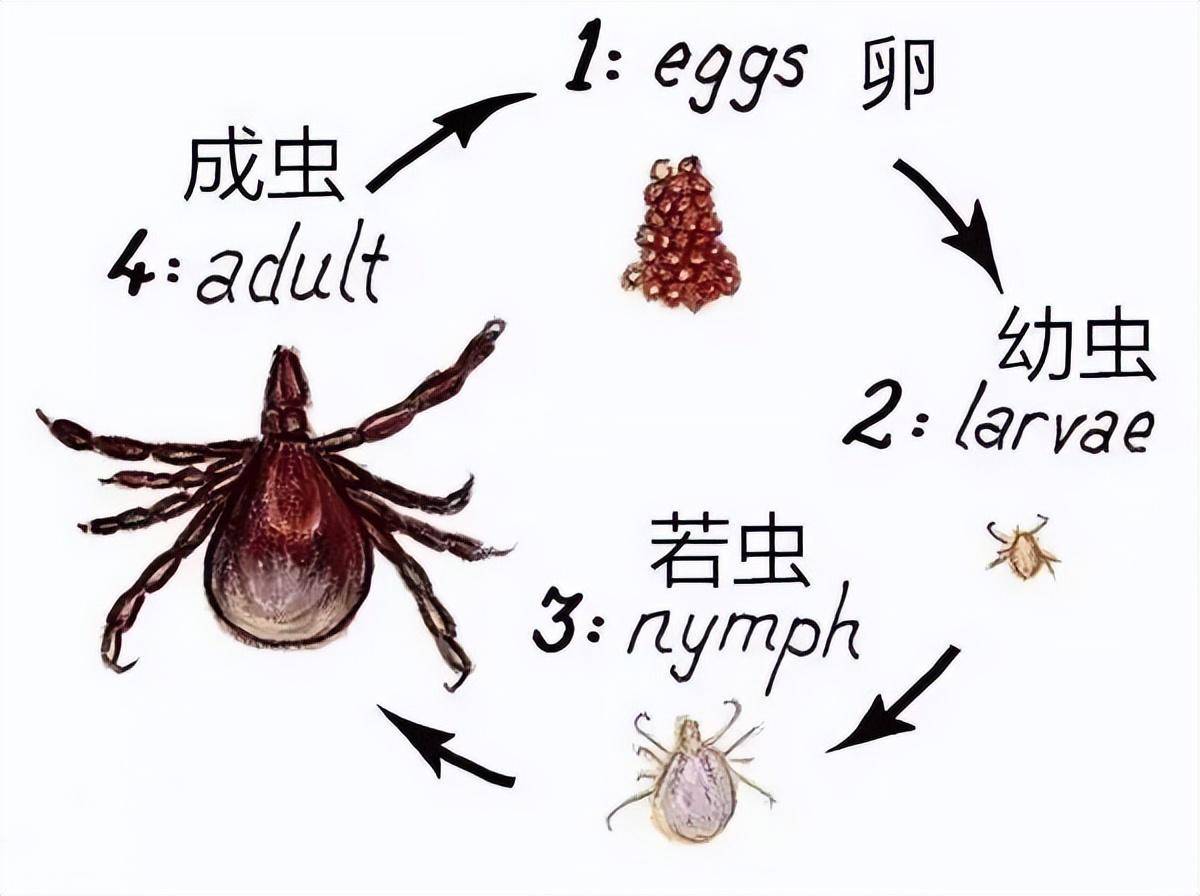 蜱虫防治科普知识