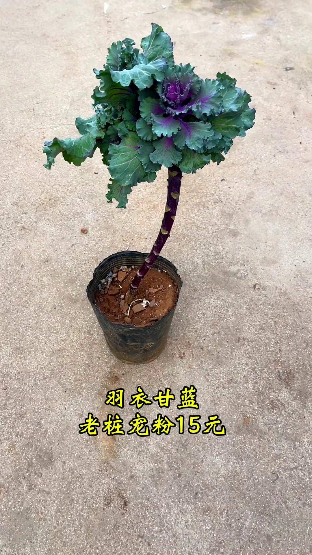 阳台小院均可种植 羽衣甘蓝老桩 三农 花卉绿植 爱生活爱养花