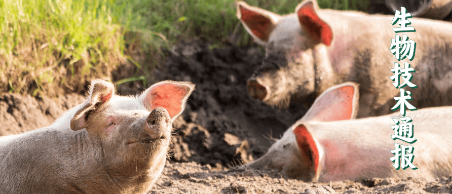 亮点文章 | 非洲猪瘟病毒拮抗宿主cgas-sting信号通路的研究进展