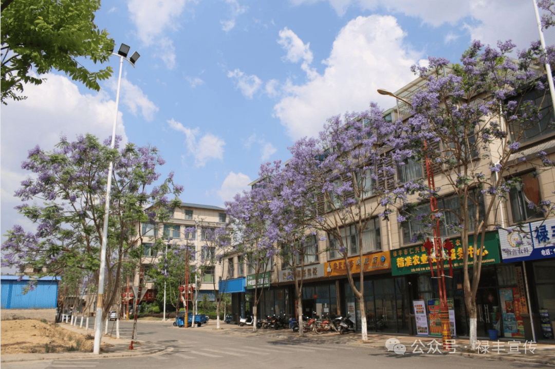 【绿美禄丰】仁兴镇:蓝花楹扮靓绿美城镇