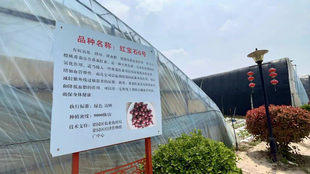 盐碱地建起农业产业园,绿色果蔬种出"科技范儿"丨俺是新农人