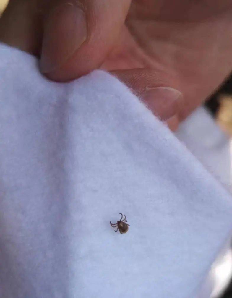 疾速医声 | "皮"一下,了解这种夺命吸血的小怪物