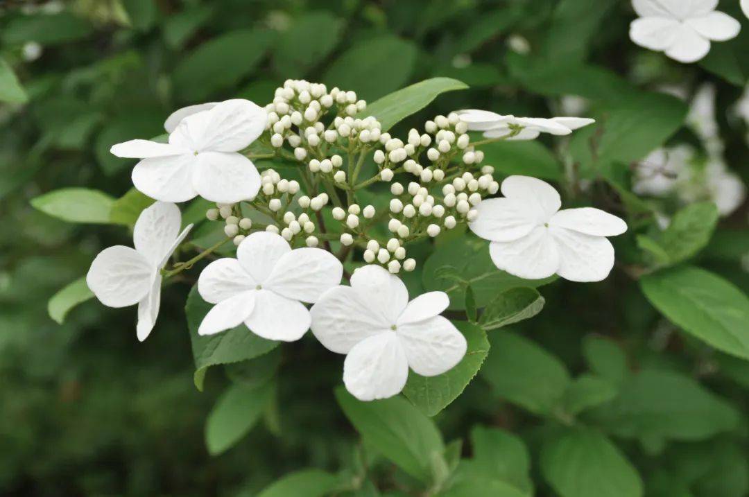 青浦环城水系公园丨送给你暮春到初夏的"繁花",来收图