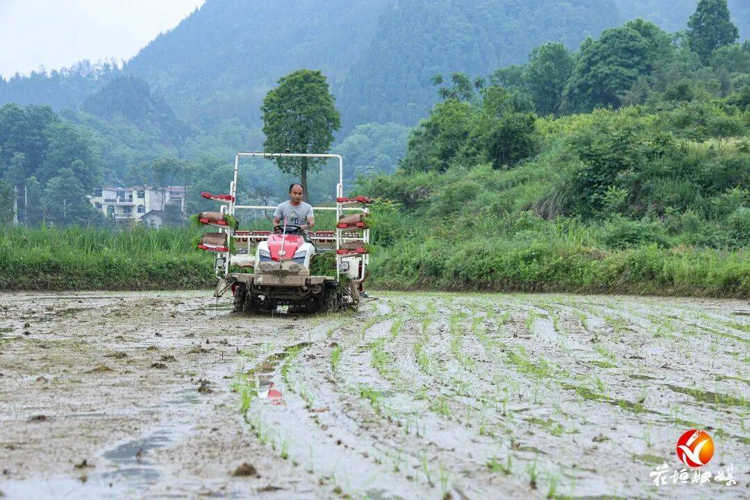 花垣:开展农业社会化服务 科技助农让新质生产力大显身手
