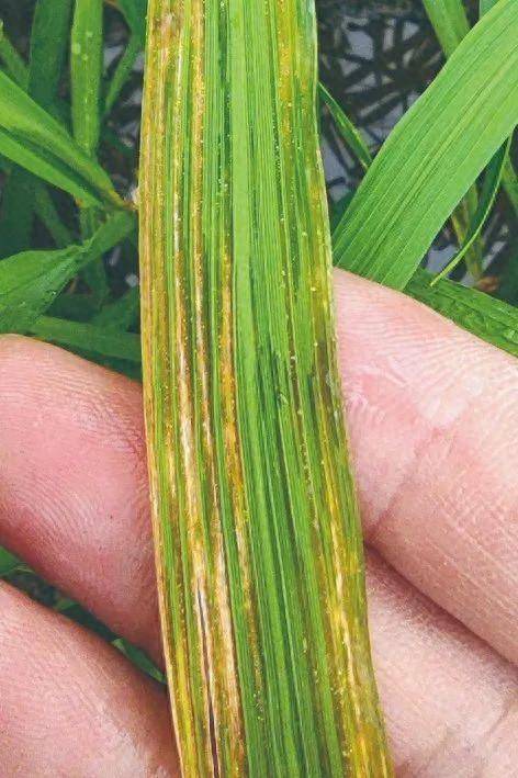 江苏省植保植检站提醒:分区治理水稻细菌性条斑病
