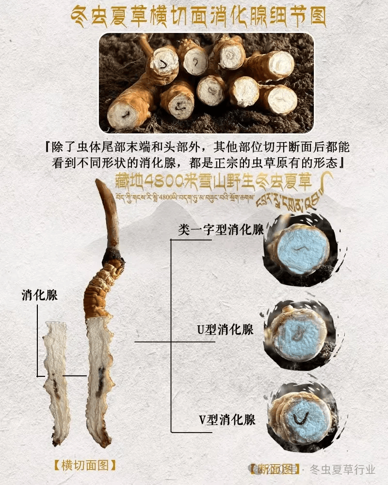 冬虫夏草图片生长周期图片