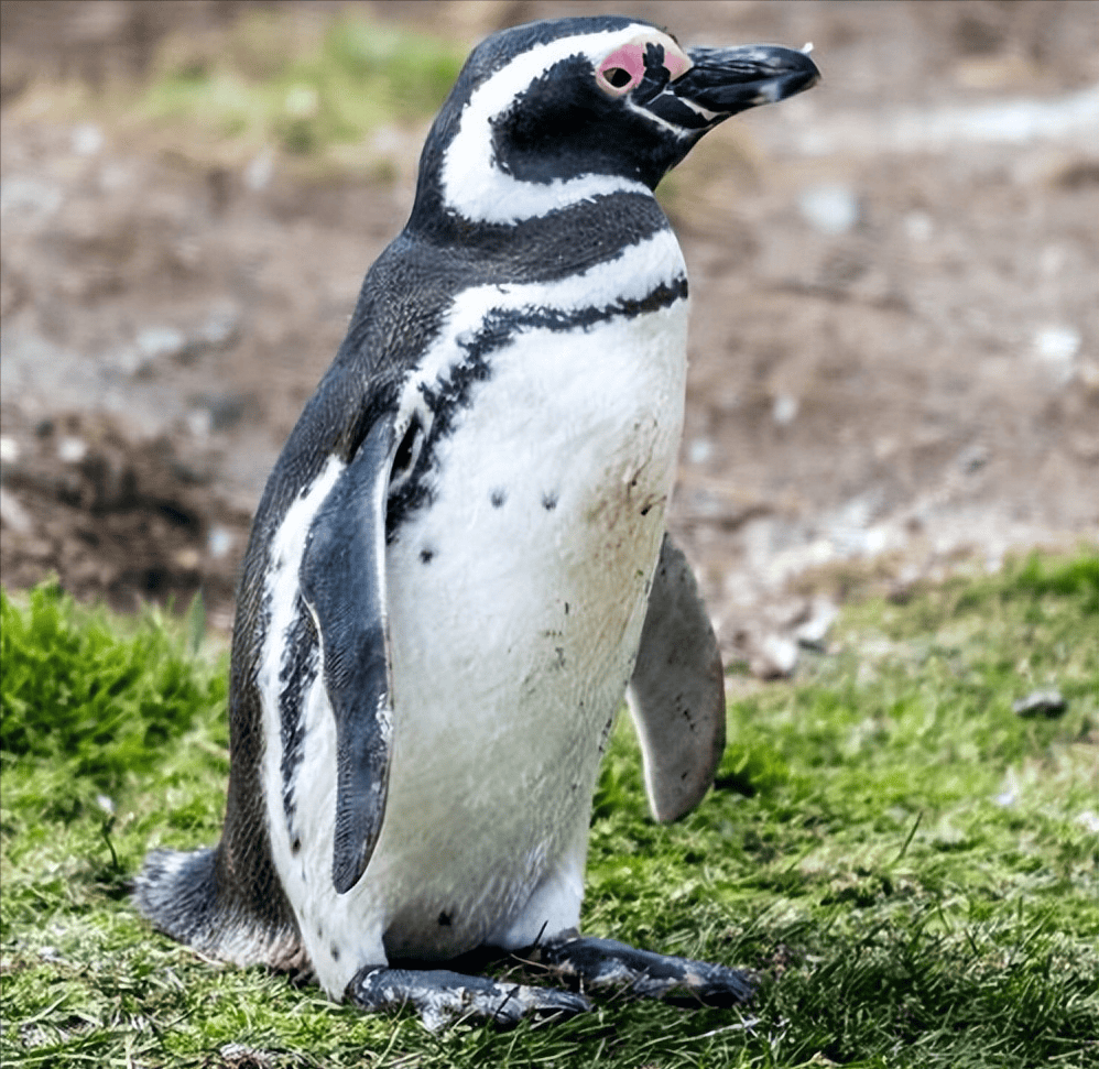 比人还专情的动物:半年不见面,也能从10万同伴中轻松找到爱人