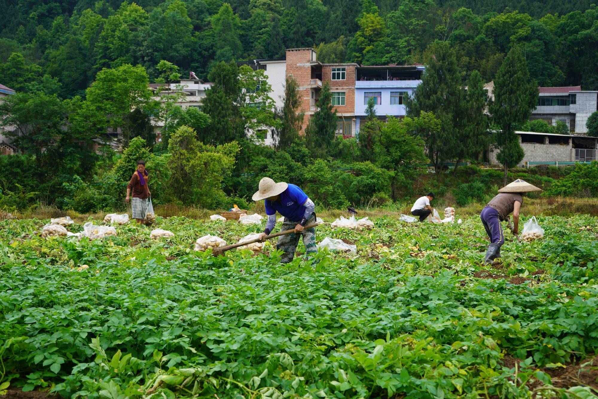 "基地负责人杨召华说.收获时节,薯香四溢.