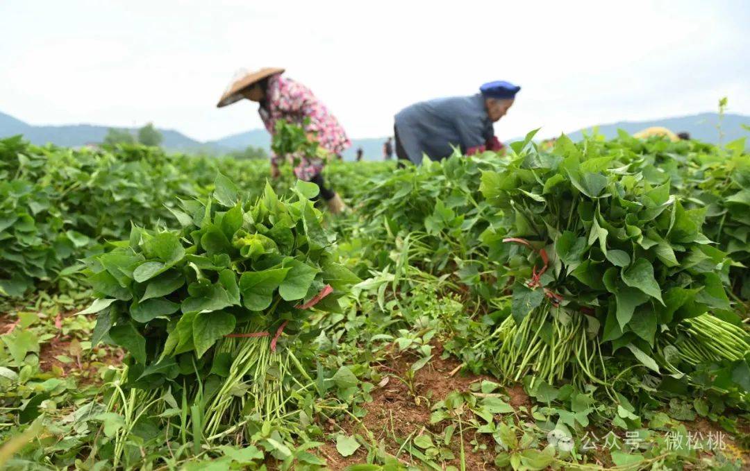 黄板镇:抢抓农时栽薯苗 种下致富新薯光