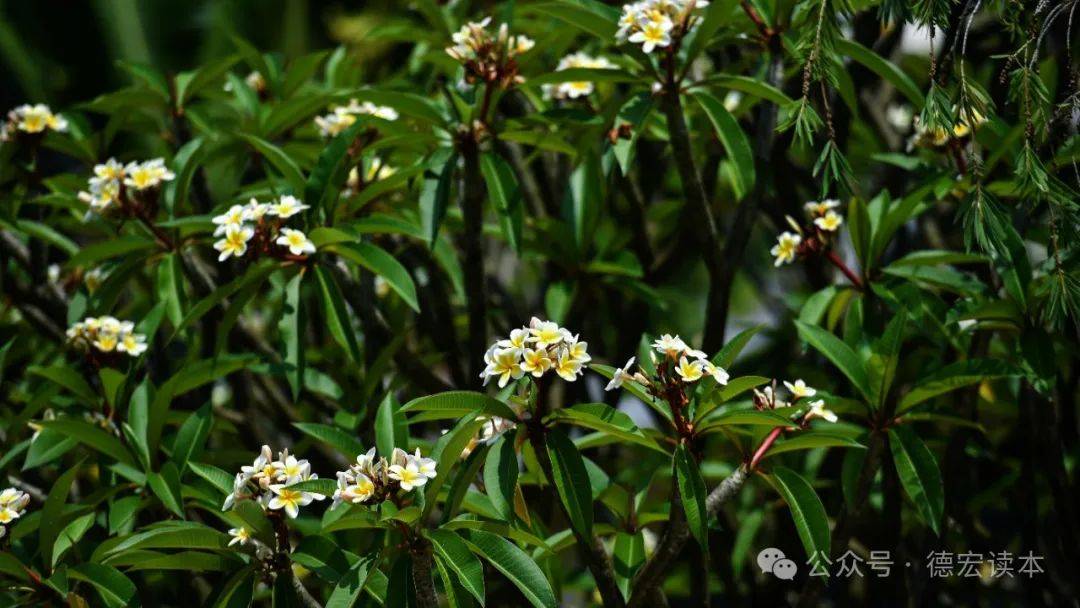 芒市,漫步街头赏鸡蛋花