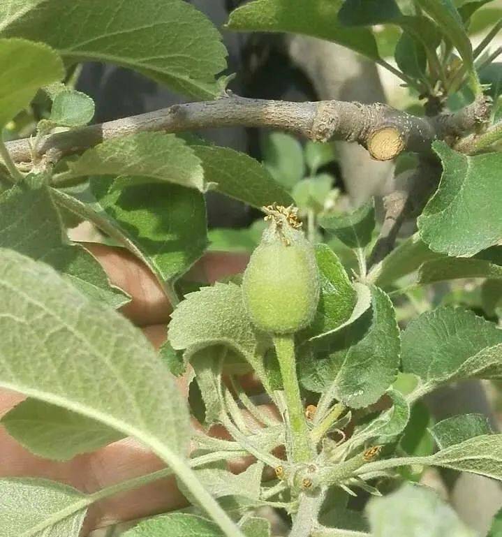 为什么谢花后一个月内要完成定果工作?