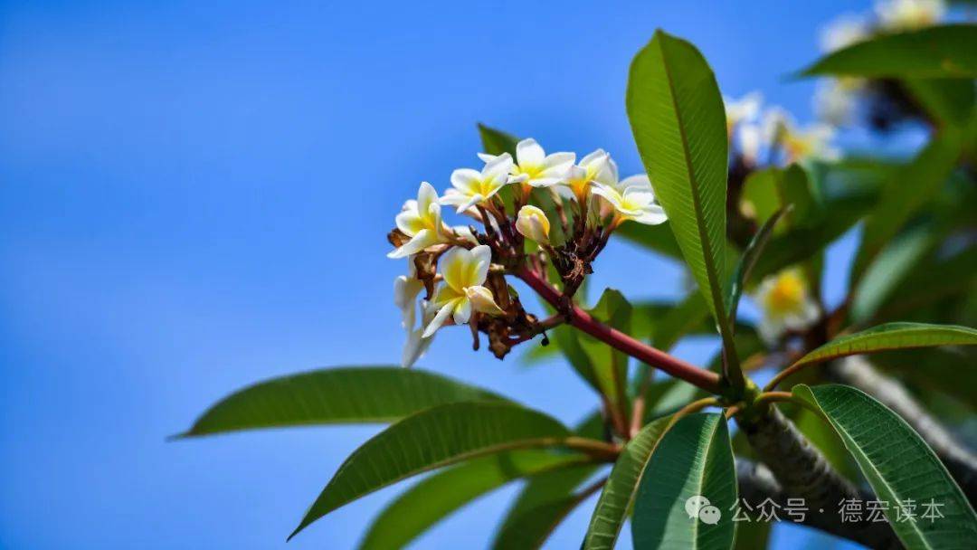 芒市,漫步街头赏鸡蛋花