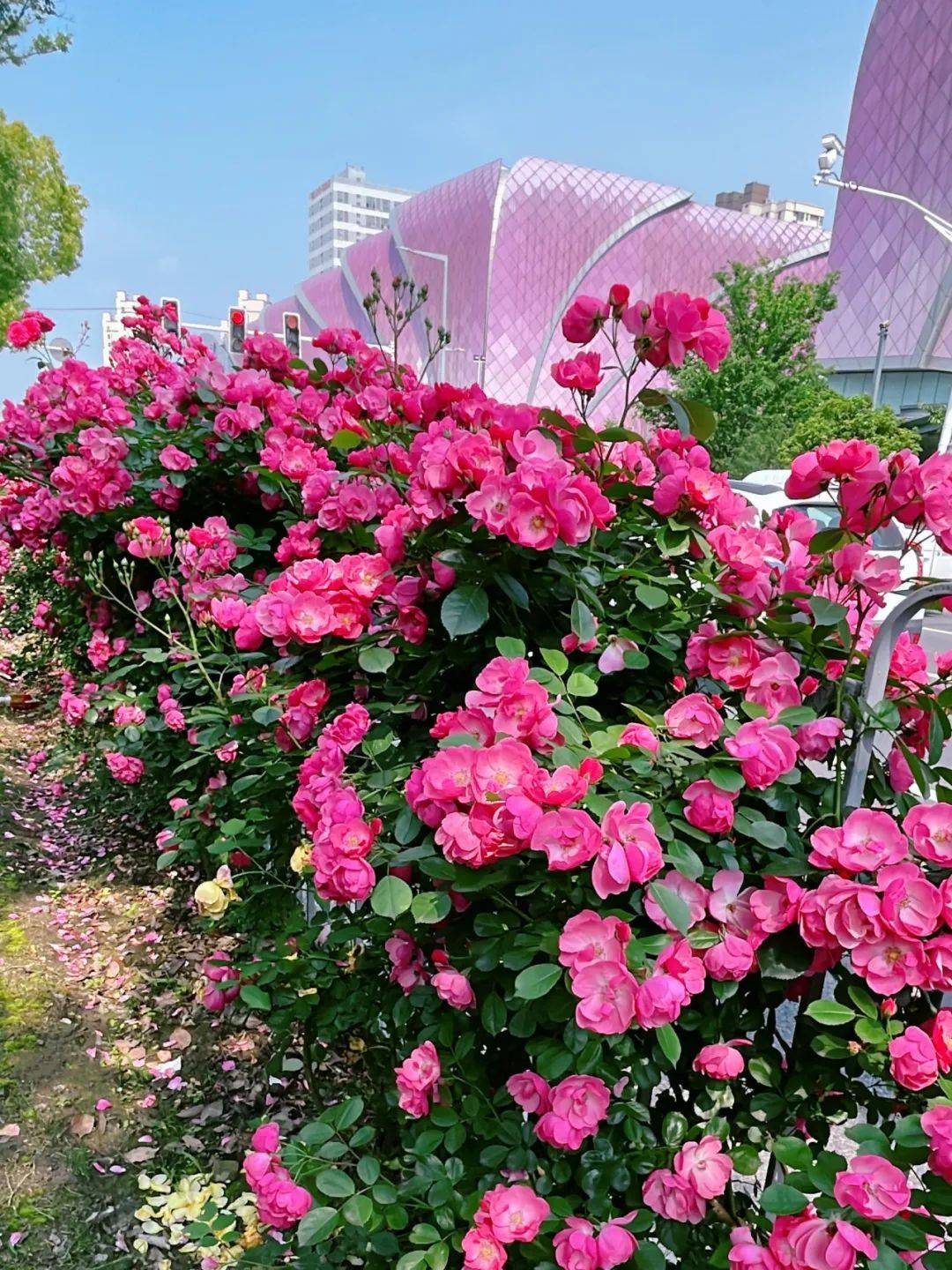 白的马路淡妆浓抹月季r/o/s/e"花中皇后"久负盛名是中国十大名花之一