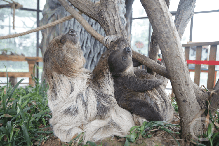 在树懒馆,这两位树懒妈妈每天大部分时间就是抱着自己的宝宝呼呼此
