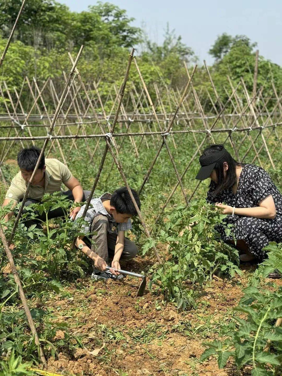 成都"qq农场"玩真的了?_菜地_菜园_社区