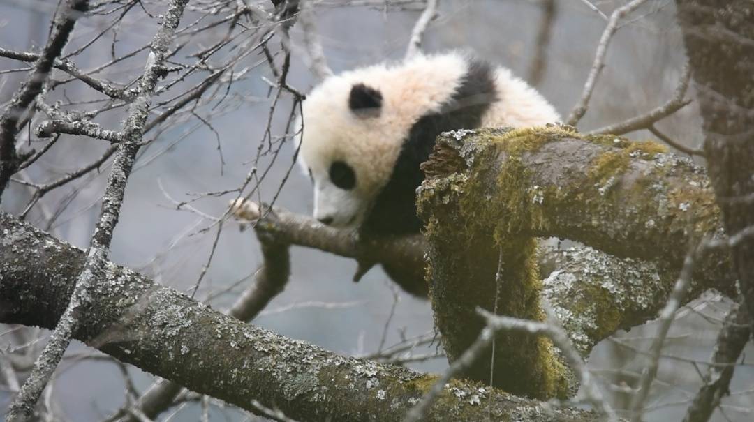 温馨"亲子游"!大熊猫国家公园唐家河片区发现熊猫妈妈溜娃