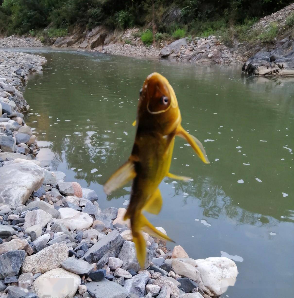 嘎鱼:曾被误认为是"染色鱼"!钓鱼爱好者常用它讨家人欢心