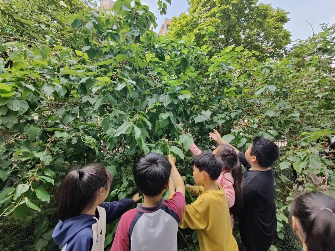 校园风采(78)丨巨化三小:采桑叶,食桑葚,养春蚕