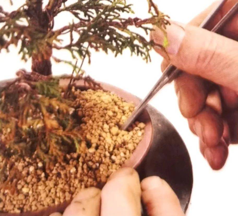 盆景案例:云片柏的叶片细密如云,一修剪,一蟠扎,立马见效!