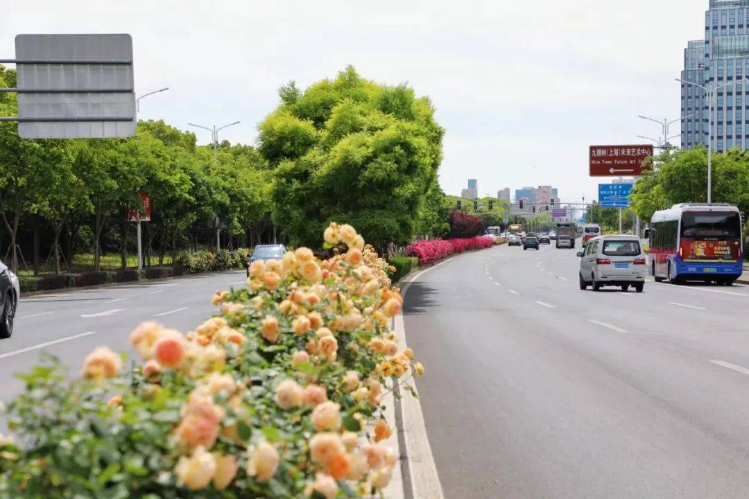 风暖花香,花开的奉贤等你来_月季花_安吉拉_公路