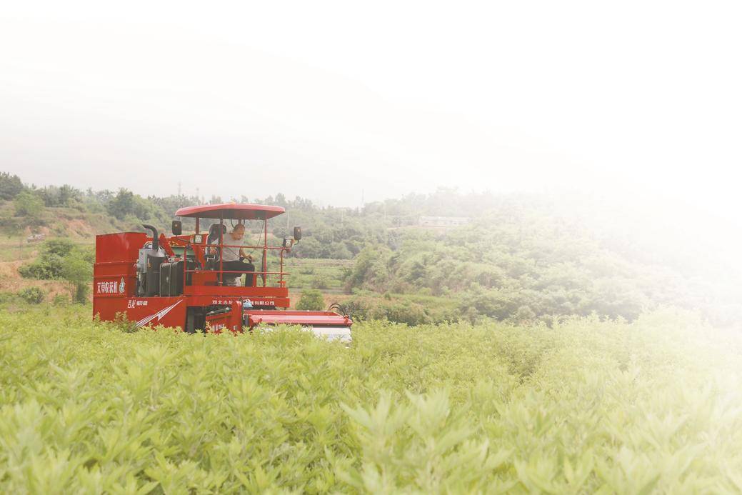 科技赋能,助力蕲艾产业冲刺千亿目标