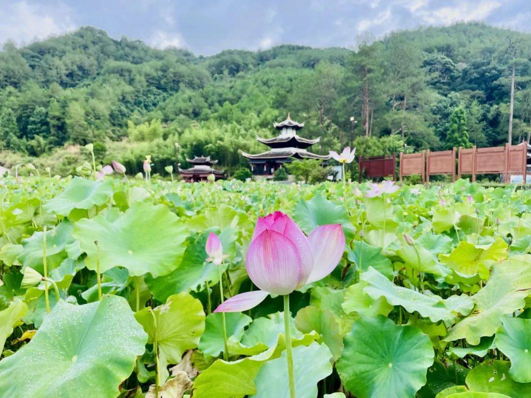走进新罗,寻觅藏在山城的夏_龙岩_旅游_景区