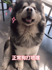 正常狗打喷嚏和二哈的区别,这画面差点把我送走,哈哈哈!