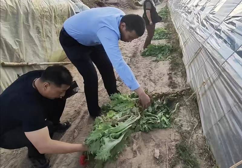 内蒙古一村民种植99棵罂粟被处罚!自称"只是当蘸酱菜吃"