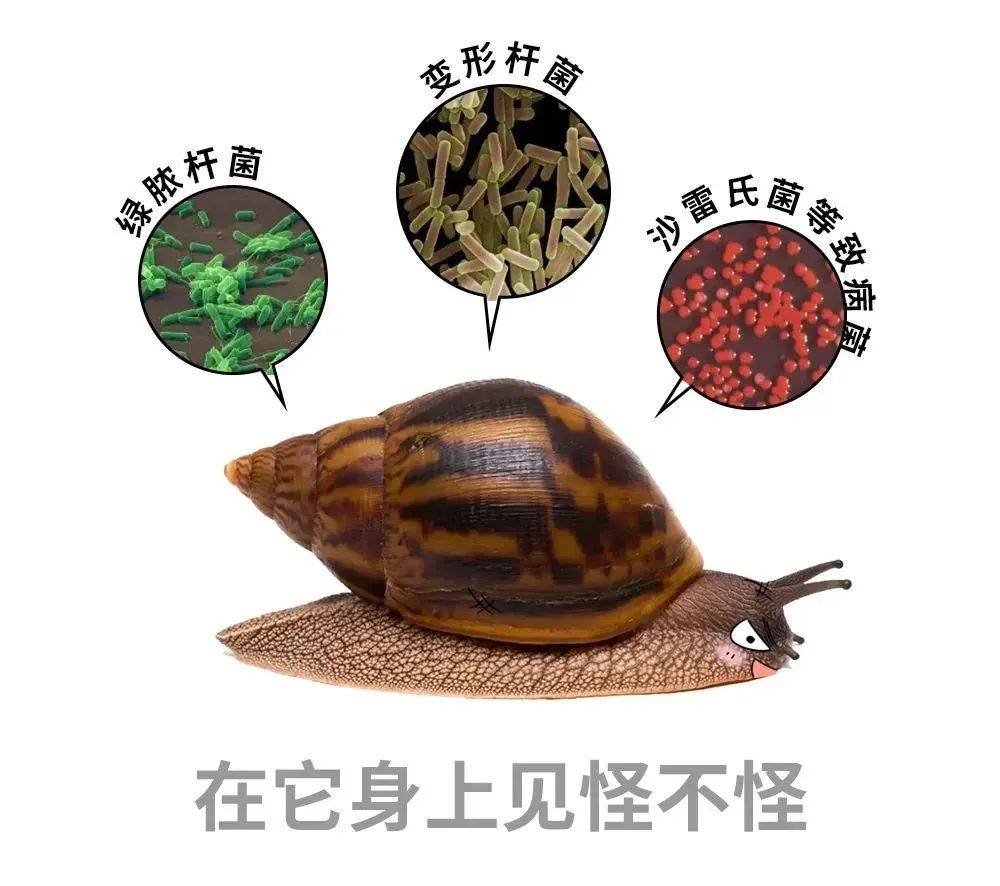 千万别碰,别吃!有人摸了后持续高烧……