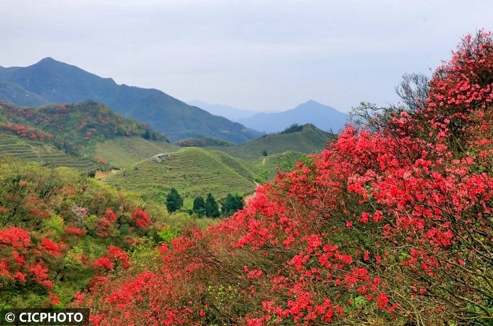 电教片山花烂漫图片