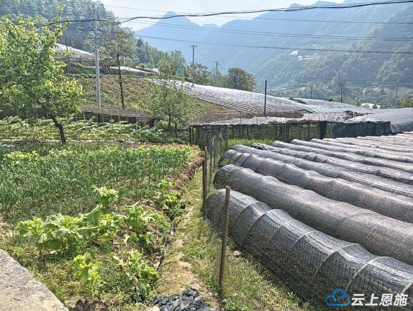 宣恩椿木营:药材产业甜心头_湾村_竹节_人参