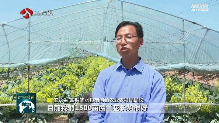 盐城响水县南河镇农业农村局局长王龙生说:"目前,我们1500亩西兰花
