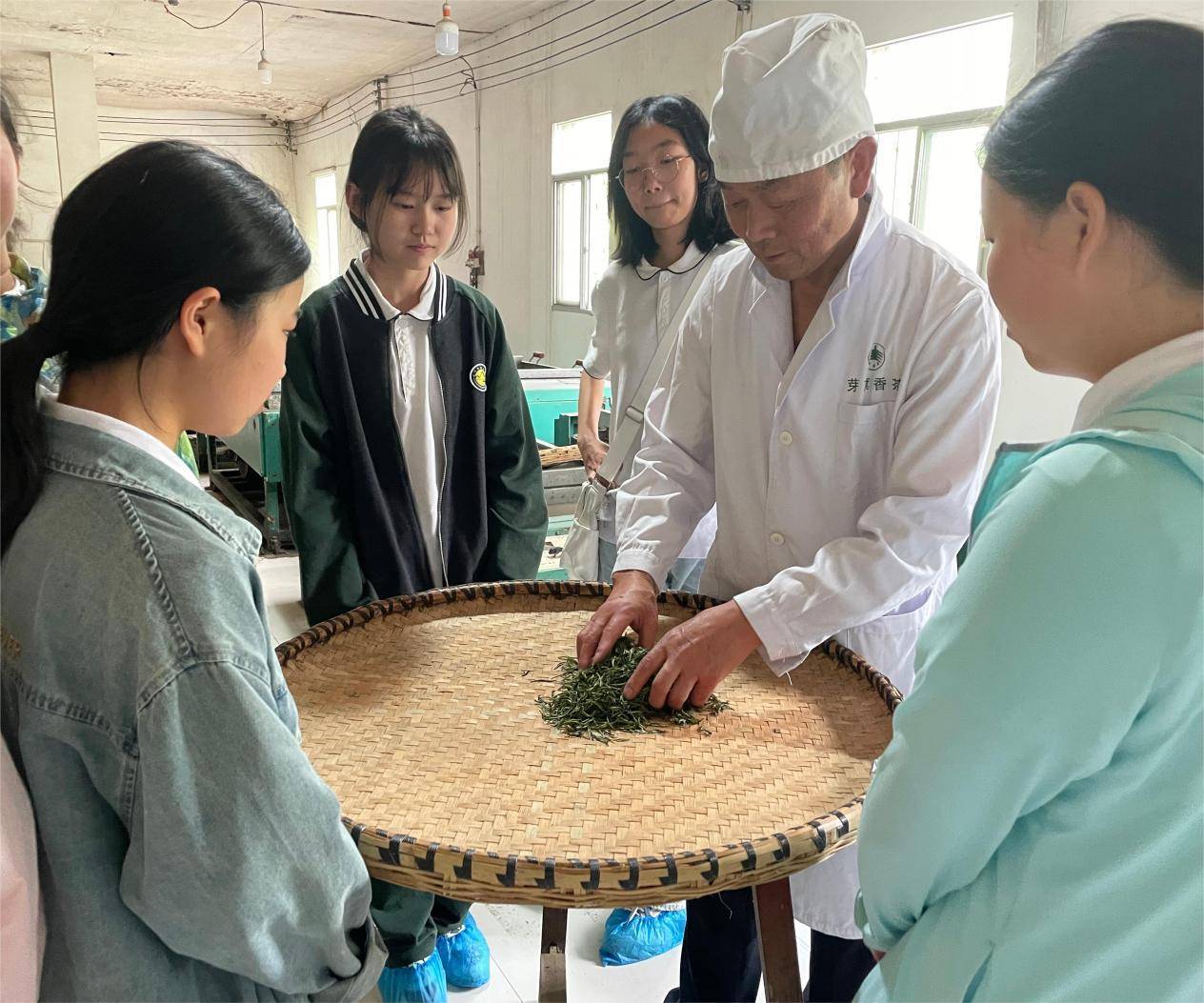 温泉中学走向社会开展采茶劳动实践课