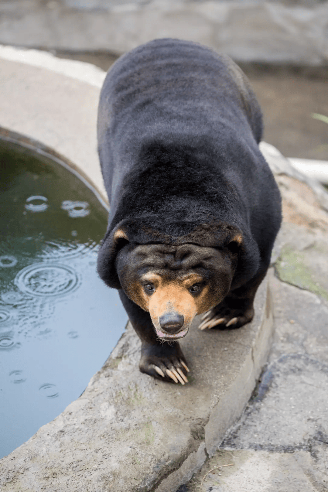 天津市动物园突发!