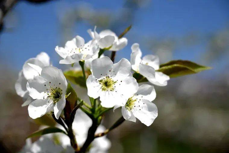 梨醉天下客,花会有缘人这个初夏漫步在梨花园看梅河口红梅镇白石沟村