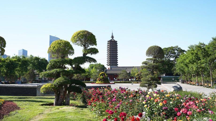 大运河景区种上造型榆树